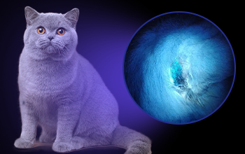 Fungal infection in cats